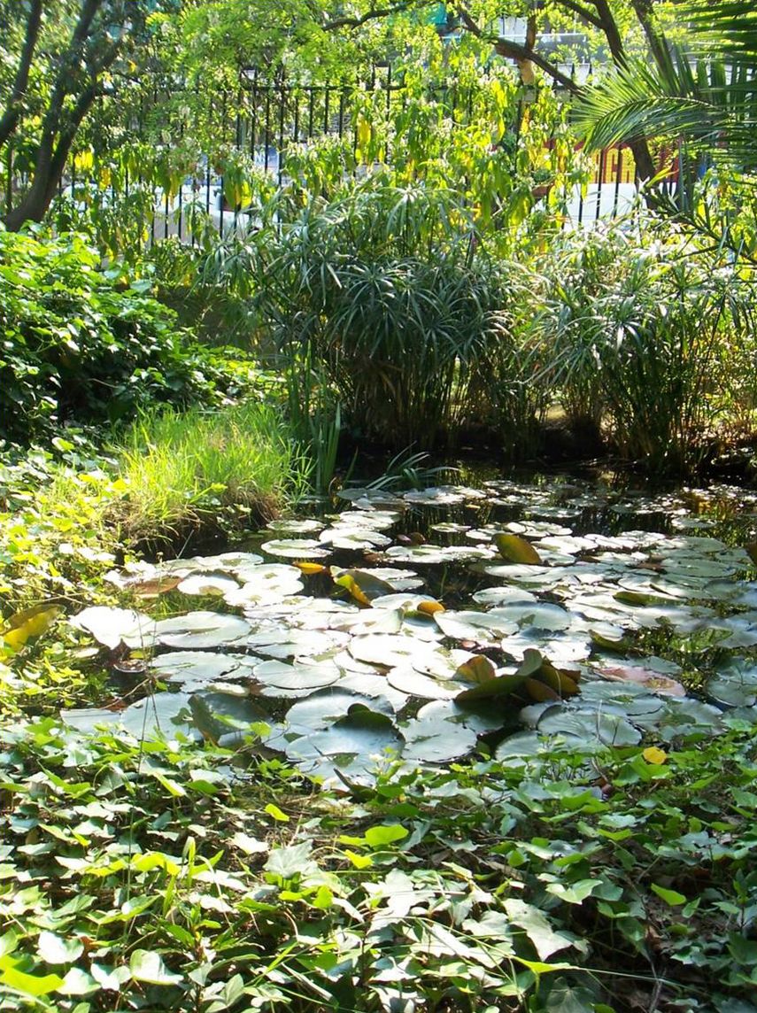 A small artificial pond with water lilies (Nymphaea sp.) is surrounded by ivy (Hedera helix) and umbrella-sedges (Cyperus sp.) near the entrance of the Garden