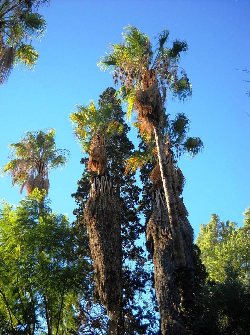 A few tall, more than a century-old Washingtonia filifera trees (Palmae) of historic importance still survive in the Botanical Garden of National and Kapodistrian University of Athens