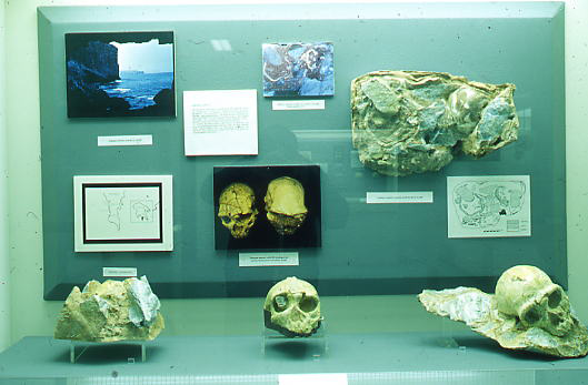 Skulls from Neolithic sites in Greece (Mitilini, Arcadia, Kozani)