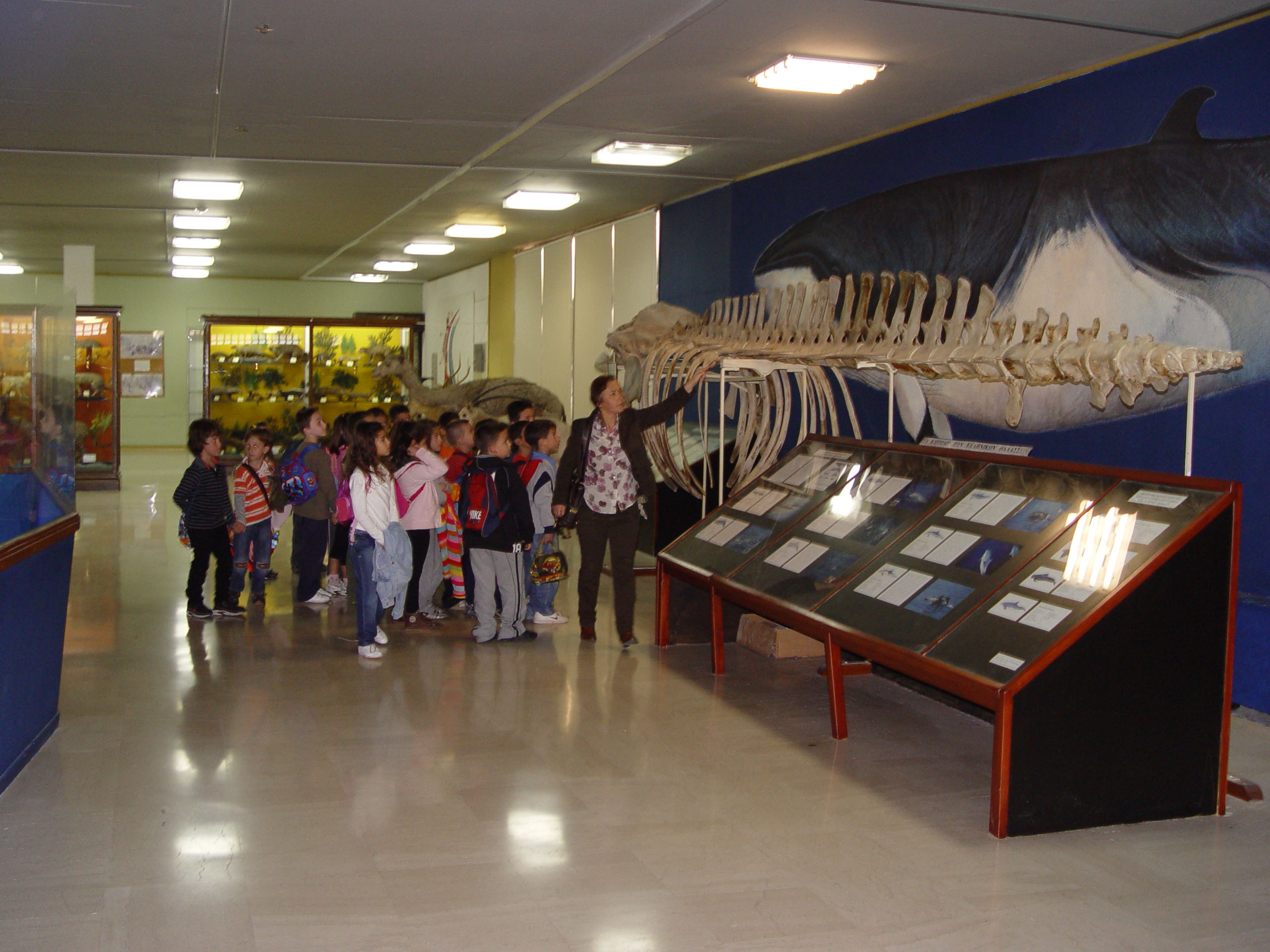 Zoological Museum National And Kapodistrian University Athens